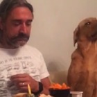 Un cane da Oscar: riesce a fingersi indifferente al cibo