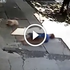 Pittbull attacca una donna e il suo cane: l'ha morsa in testa e sulle braccia