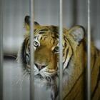 Tigre fugge dal circo e uccide un pony: catturata e riportata in gabbia