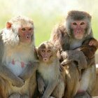 Vaiolo delle scimmie, secondo caso negli Usa