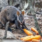 Australia, piovono carote e patate dal cielo: la mossa del governo per salvare gli animali