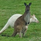Australia, nato rarissimo cucciolo di canguro albino: ha preso tutto dal papà