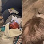 La gatta incontra la neonata appena arrivata in casa e vomita, il video diventa virale su TikTok