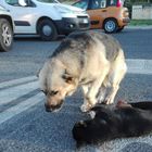 Roma, cane veglia da ore l'amico investito su via Tuscolana