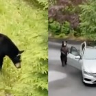L’orso sta per salire sulla Mercedes ma riescono a farlo scappare…gridando!