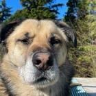 Rosco, il cane eroe: si fa sbranare da un branco di lupi per salvare la padroncina e la sua mamma