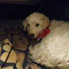 Regalo di Natale: Pina, la cagnolina scomparsa in Valtellina ritrovata dopo quattro mesi di ricerche