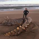 Scozia, la tempesta porta sulla spiaggia un misterioso scheletro gigante: «E' il Mostro di Loch Ness?»