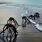 Mostri marini fotografati sulle spiagge della California: tutto vero? Sui social le teorie più fantastiche