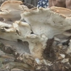Fungo gigante di 11 chili: non mangiatelo