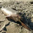 Anzio, delfino trovato morto in spiaggia a Lido dei Pini