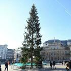 Spelacchio, addio Roma: ora è a Londra, bufera sull'albero di Natale