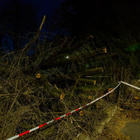 Milano, albero cade e travolge un passante (Fotogramma)