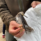Influenza aviaria in Europa, i ricercatori: «È la peggior epidemia di sempre, ora non colpisce solo gli uccelli»