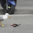 Roma invasa dai rifiuti, il gabbiano mangia i resti di un piccione in pieno centro