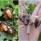 Siccità, l'invasione degli insetti alieni: scarabei giapponesi, cimici asiatiche e cavallette africane, agricoltura in ginocchio