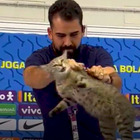 Brasile-Croazia, gattino scagliato a terra in conferenza stampa: animalisti in rivolta