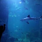 Due turiste uccise da uno squalo mentre fanno il bagno: una è morta d'infarto
