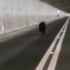 Orso "in fuga" nella galleria, il video: scortato da un'auto verso la libertà