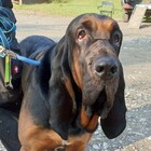 Tosca, il cane segugio ucciso dal suo padrone per una zampa ferita: denuncia degli animalisti