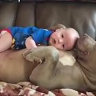 Il cane gigantesco fa da babysitter al neonato: la scena è tenerissima