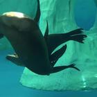 Leo e Honey, festa per i due anni a Gardaland SEA LIFE Aquarium. I due leoni marini non hanno ancora imparato a ruggire, ma “belano”.
