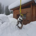 Strage di cervi intrappolati dai metri di neve caduti al suolo: pochi ce la fanno Foto