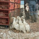 Influenza aviaria in Cina, escalation di casi umani
