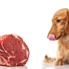 Carne cruda al cane? No grazie, il pericolo è per tutta la famiglia