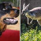 Un canguro la attacca, anziana salvata dal suo rottweiler eroe: «Hanno lottato per 45 minuti»
