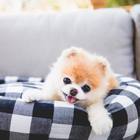 Morto Boo, il «cane più tenero del mondo»: lutto per migliaia di fan