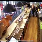 Un cavallo imbizzarrito fa irruzione nel bar: panico tra i clienti
