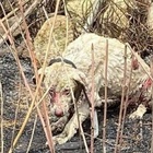 Sardegna, cane pastore fermo davanti alle fiamme per difendere le "sue" pecore: è pieno di ustioni, ma si salverà FOTO