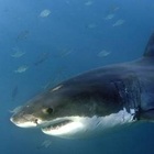 Australia, squalo bianco uccide surfista sulla Gold Coast: spiagge chiuse