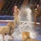 Ucraina, un leone attacca l'addestratore