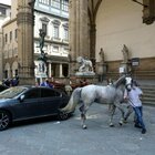 Cavallo imbizzarrito semina il panico in piazza delle Signoria e danneggia l'auto del ministro Lamorgese