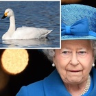 Regina Elisabetta, un serial killer perseguita i suoi cigni