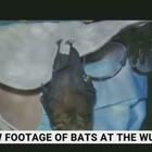 Wuhan, «nel laboratorio pipistrelli vivi»: il video di SkyNews