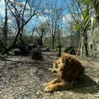 Morto Sioux, il leone africano simbolo dello zoo