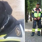 Morto Tommy, il cane eroe dei vigili del fuoco che salvò le vittime del terremoto dell'Aquila