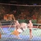 Il leone frustato reagisce e attacca il domatore
