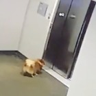 Salva la vita al cane che resta incastrato nell'ascensore con i secondi contati