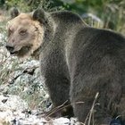 L'orso M49 in fuga, immortalato da una fototrappola: è nei boschi della Marzola