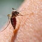 Le zanzare non pungono chi ha il sangue dolce, ecco cosa le attrae