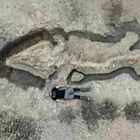 Cerca rocce e trova un drago marino preistorico di 10 metri: incredibile scoperta vicino Londra