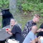 Fanno un picnic in compagnia di un orso