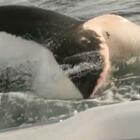 Tasmania, squalo bianco attacca piccola barca, padre e figlio salvi per miracolo