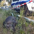 Roma, cinghiale investito e ucciso da uno scooter: feriti due motociclisti. L'animale stava attraversando la strada