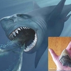 Megalodonte, scoperte le reali dimensioni del gigantesco squalo predatore. Ecco lo studio dell'Università di Bristol
