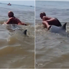 Donna in topless prova a cavalcare un delfino in mare: la scena folle ripresa in Olanda